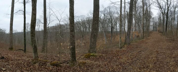 Forest trail in March. No leaves on the trees yet. 